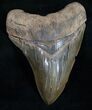 Serrated Megalodon Tooth - South Carolina #10445-1